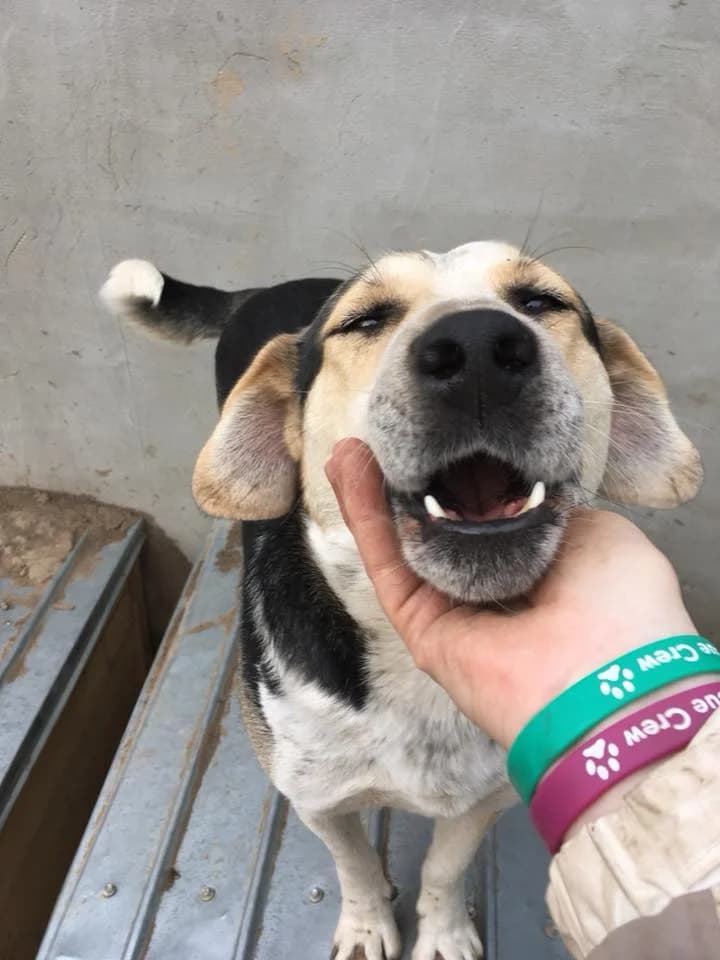 Jack,  Mixed Breed for adoption at Animal Rescue Crew, Bucharest — photo 2 of 16