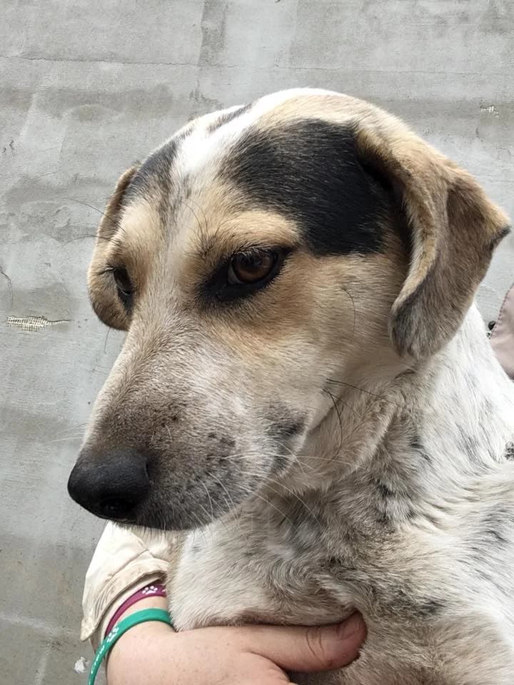 Jack,  Mixed Breed for adoption at Animal Rescue Crew, Bucharest — photo 3 of 16