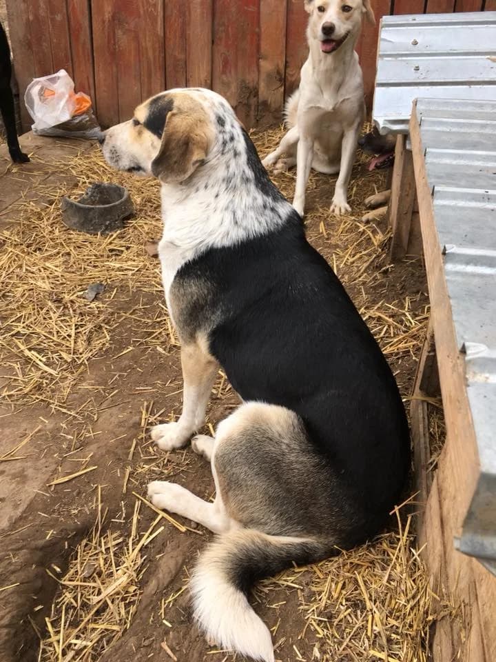 Jack,  Mixed Breed for adoption at Animal Rescue Crew, Bucharest — photo 4 of 16