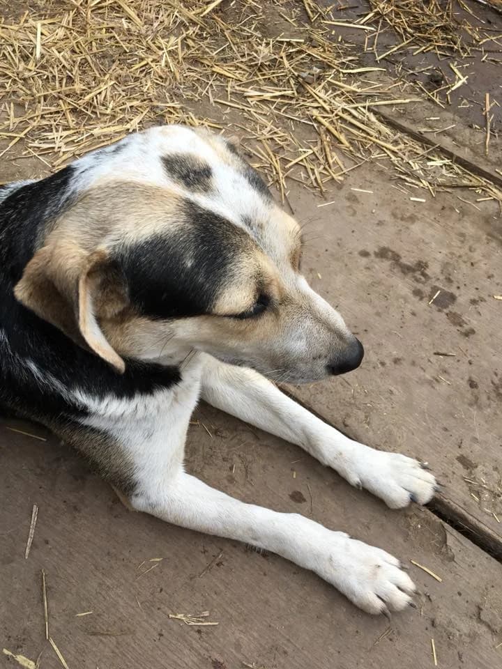 Jack,  Mixed Breed for adoption at Animal Rescue Crew, Bucharest — photo 5 of 16