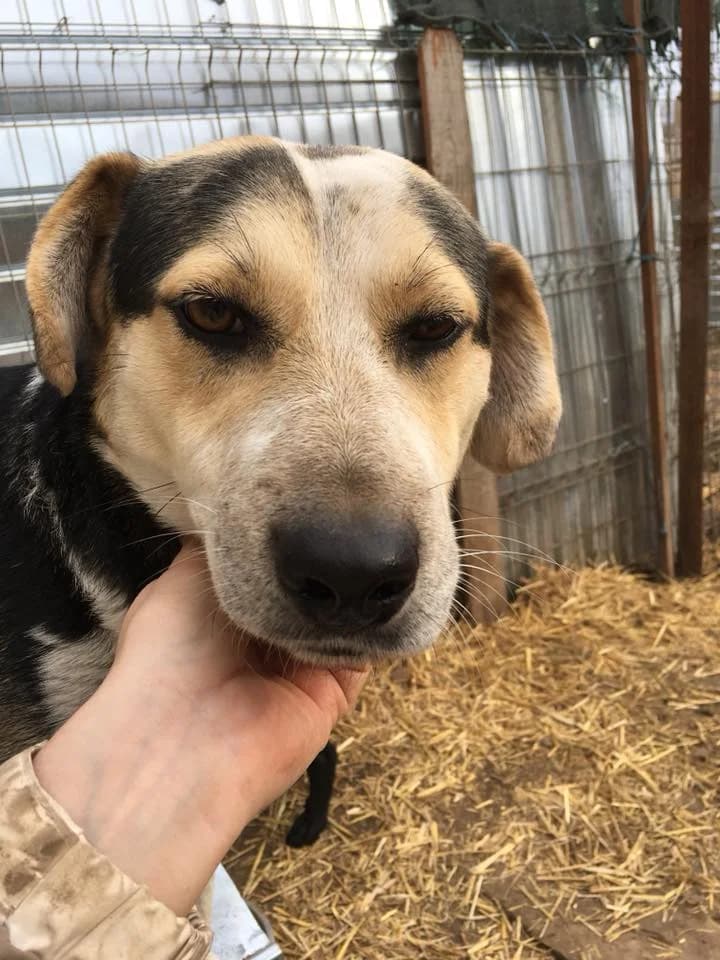 Jack,  Mixed Breed for adoption at Animal Rescue Crew, Bucharest — photo 6 of 16