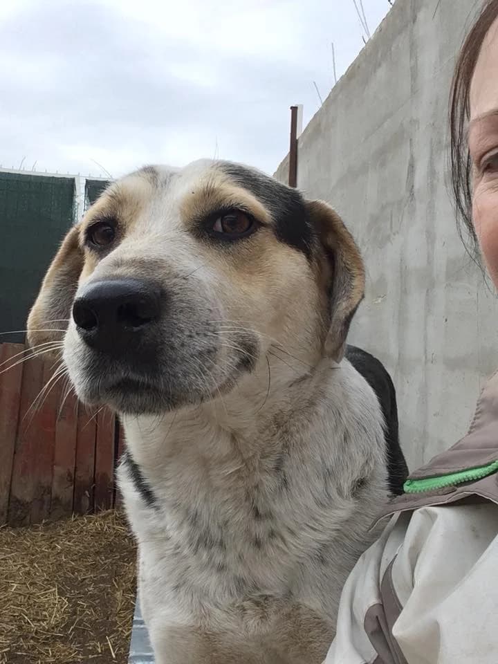 Jack,  Mixed Breed for adoption at Animal Rescue Crew, Bucharest — photo 7 of 16