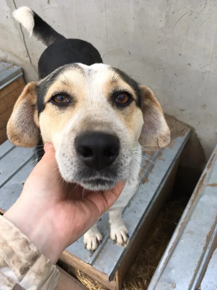 Jack,  Mixed Breed for adoption at Animal Rescue Crew, Bucharest — photo 8 of 16