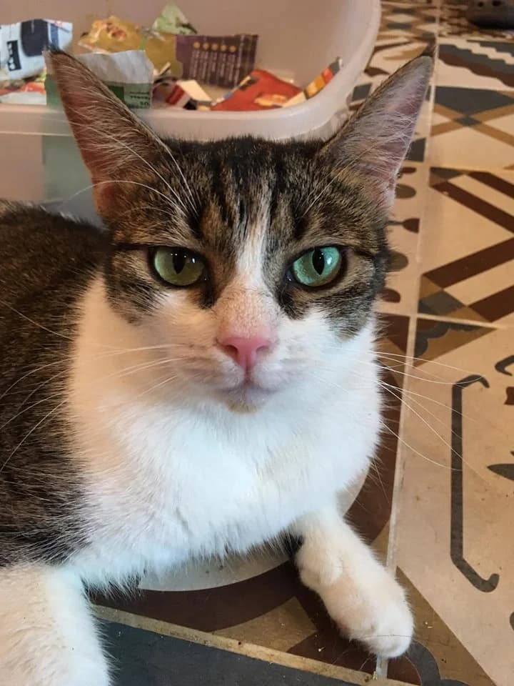 Nala,  Mixed Breed for adoption at Animal Rescue Crew, Bucharest