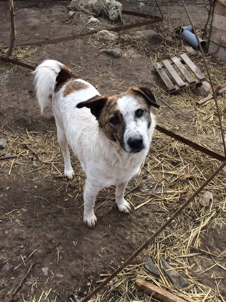 Oreo,  Mixed Breed for adoption at Animal Rescue Crew, Bucharest