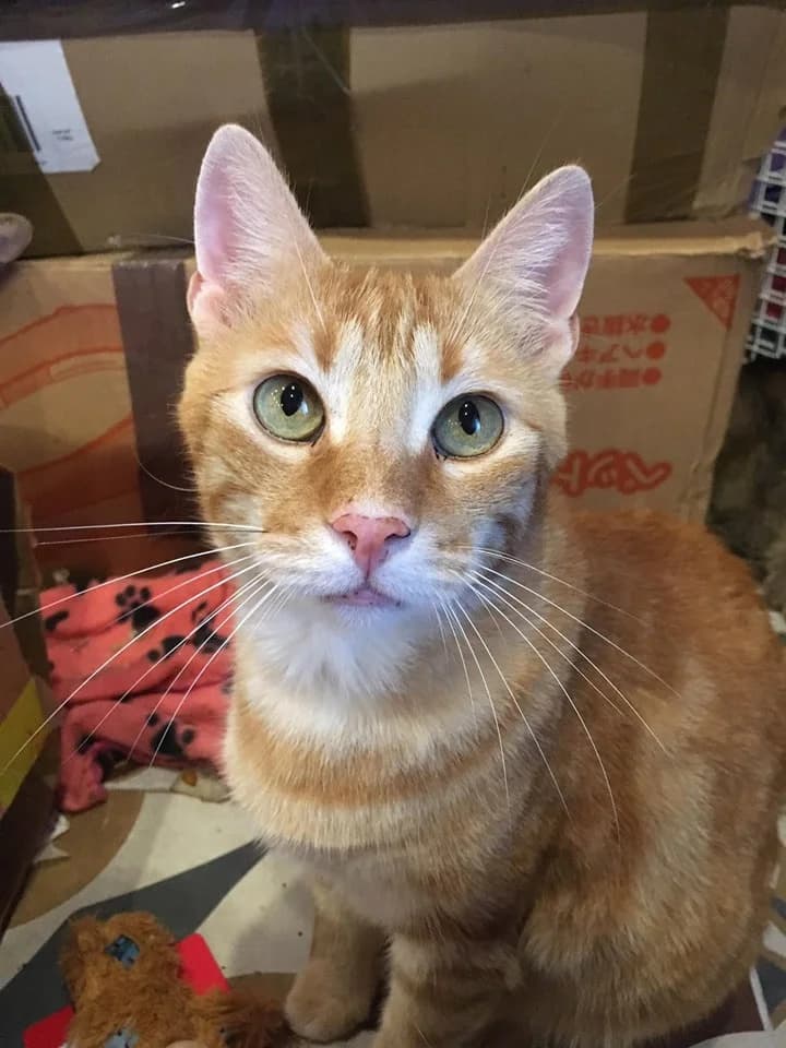 Tigger,  Mixed Breed for adoption at Animal Rescue Crew, Bucharest