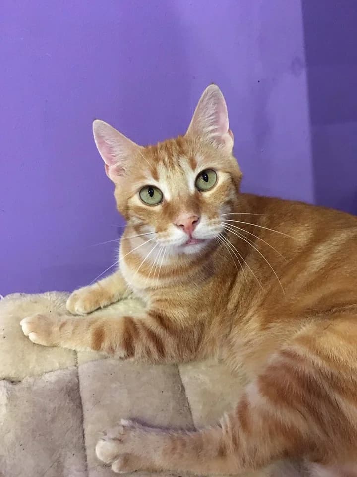 Tigger,  Mixed Breed for adoption at Animal Rescue Crew, Bucharest — photo 2 of 10