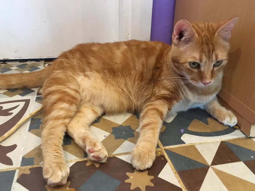 Tigger,  Mixed Breed for adoption at Animal Rescue Crew, Bucharest — photo 3 of 10