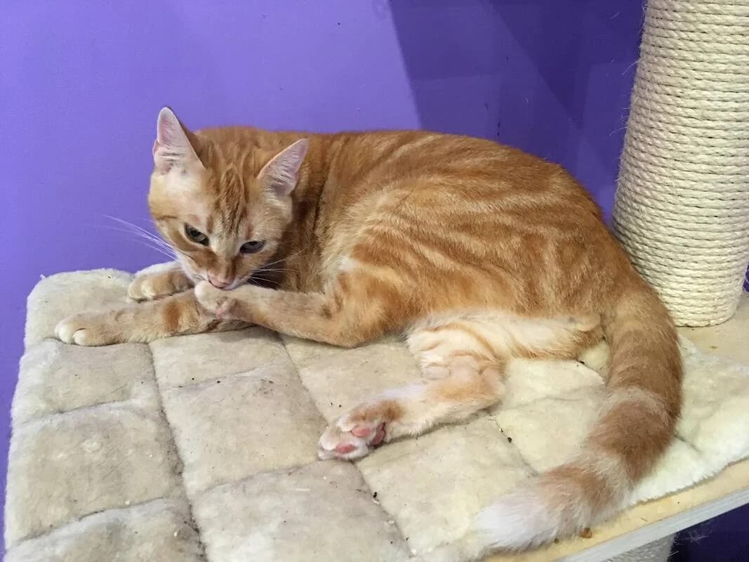 Tigger,  Mixed Breed for adoption at Animal Rescue Crew, Bucharest — photo 4 of 10