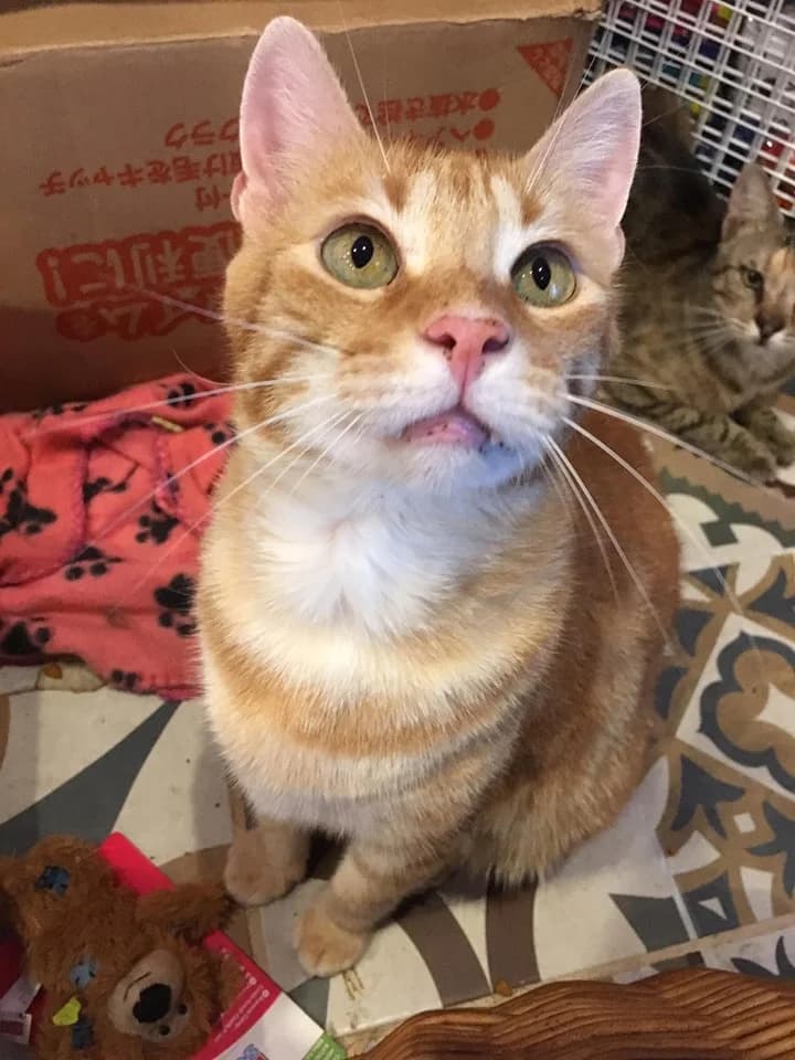 Tigger,  Mixed Breed for adoption at Animal Rescue Crew, Bucharest — photo 5 of 10