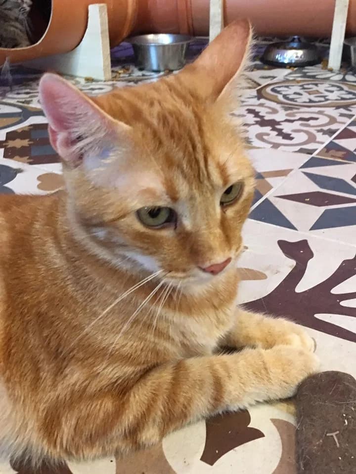 Tigger,  Mixed Breed for adoption at Animal Rescue Crew, Bucharest — photo 6 of 10