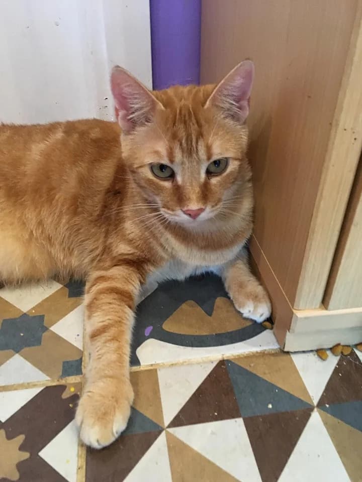 Tigger,  Mixed Breed for adoption at Animal Rescue Crew, Bucharest — photo 7 of 10