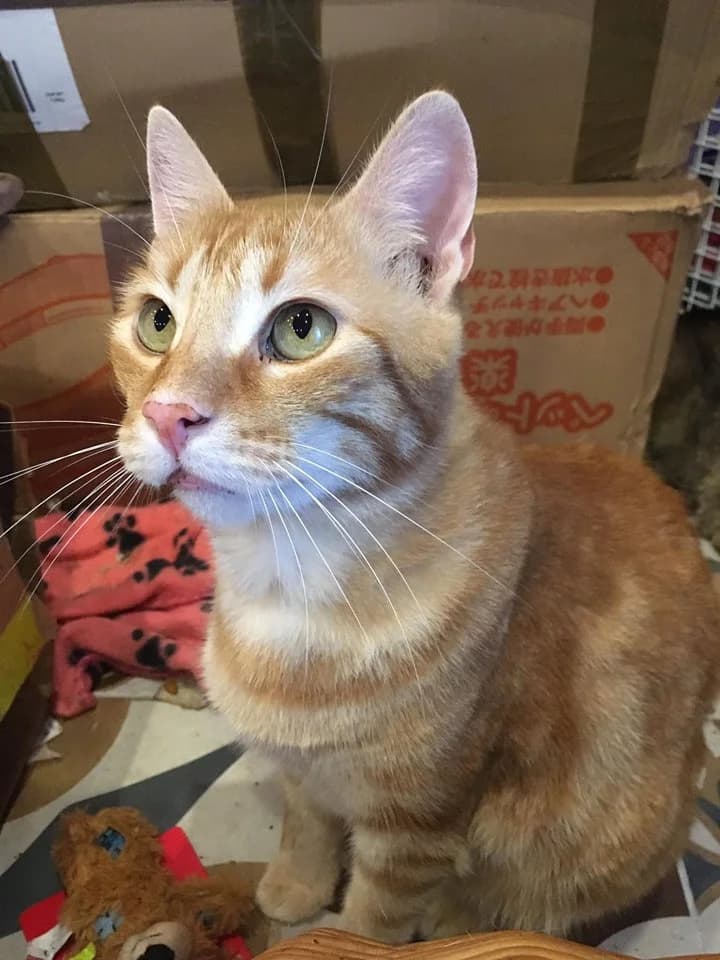 Tigger,  Mixed Breed for adoption at Animal Rescue Crew, Bucharest — photo 8 of 10