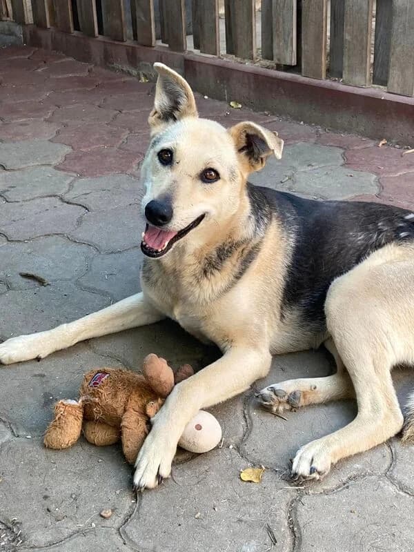 Vivi,  Mixed Breed for adoption at Animal Rescue Crew, Bucharest
