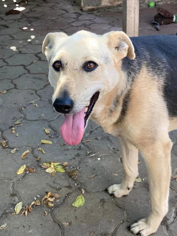 Vivi,  Mixed Breed for adoption at Animal Rescue Crew, Bucharest — photo 2 of 8