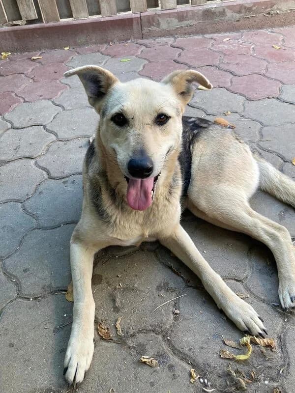 Vivi,  Mixed Breed for adoption at Animal Rescue Crew, Bucharest — photo 3 of 8