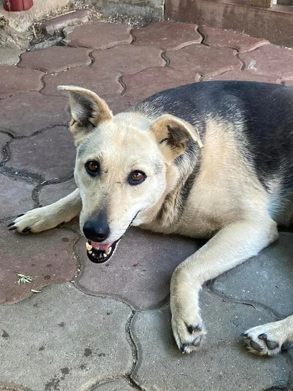 Vivi,  Mixed Breed for adoption at Animal Rescue Crew, Bucharest — photo 4 of 8