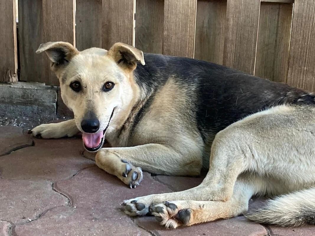 Vivi,  Mixed Breed for adoption at Animal Rescue Crew, Bucharest — photo 5 of 8
