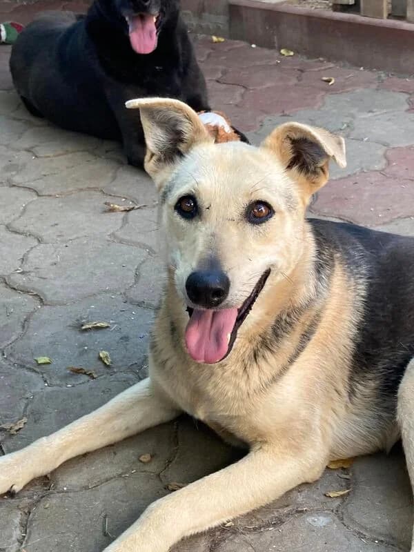 Vivi,  Mixed Breed for adoption at Animal Rescue Crew, Bucharest — photo 6 of 8