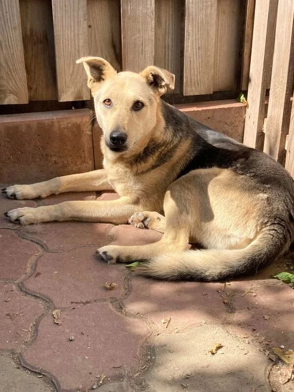 Vivi,  Mixed Breed for adoption at Animal Rescue Crew, Bucharest — photo 7 of 8