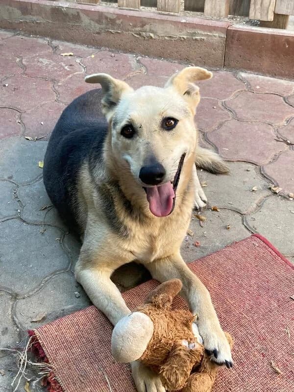 Vivi,  Mixed Breed for adoption at Animal Rescue Crew, Bucharest — photo 8 of 8