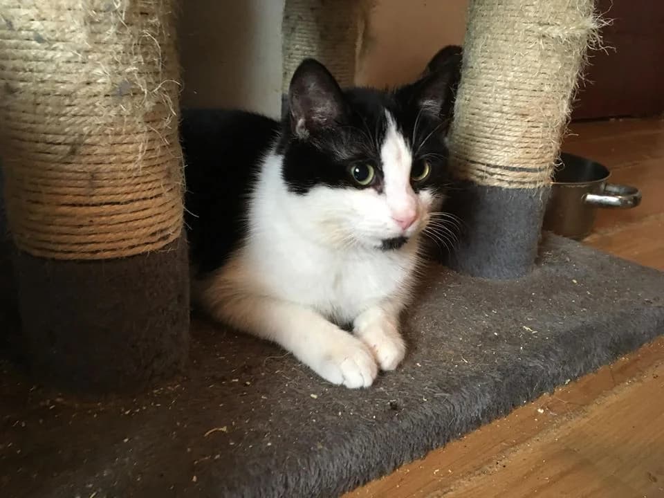 Watson,  Mixed Breed for adoption at Animal Rescue Crew, Bucharest