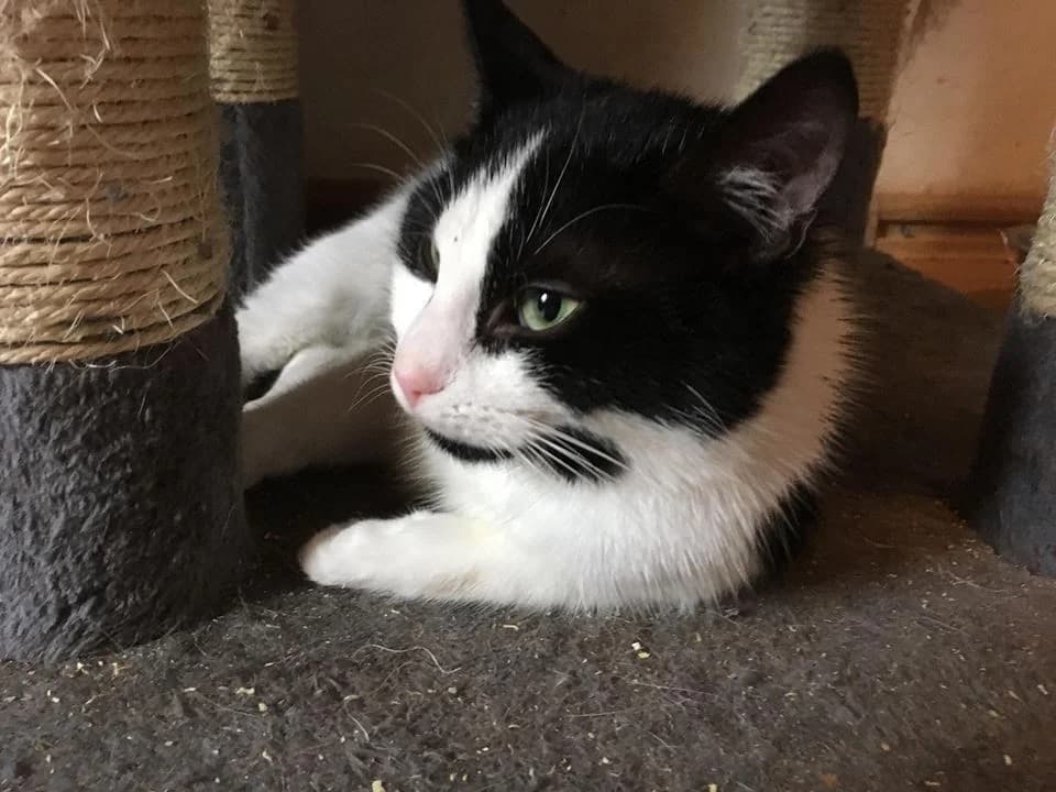 Watson,  Mixed Breed for adoption at Animal Rescue Crew, Bucharest — photo 2 of 16