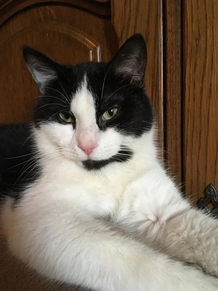 Watson,  Mixed Breed for adoption at Animal Rescue Crew, Bucharest — photo 3 of 16