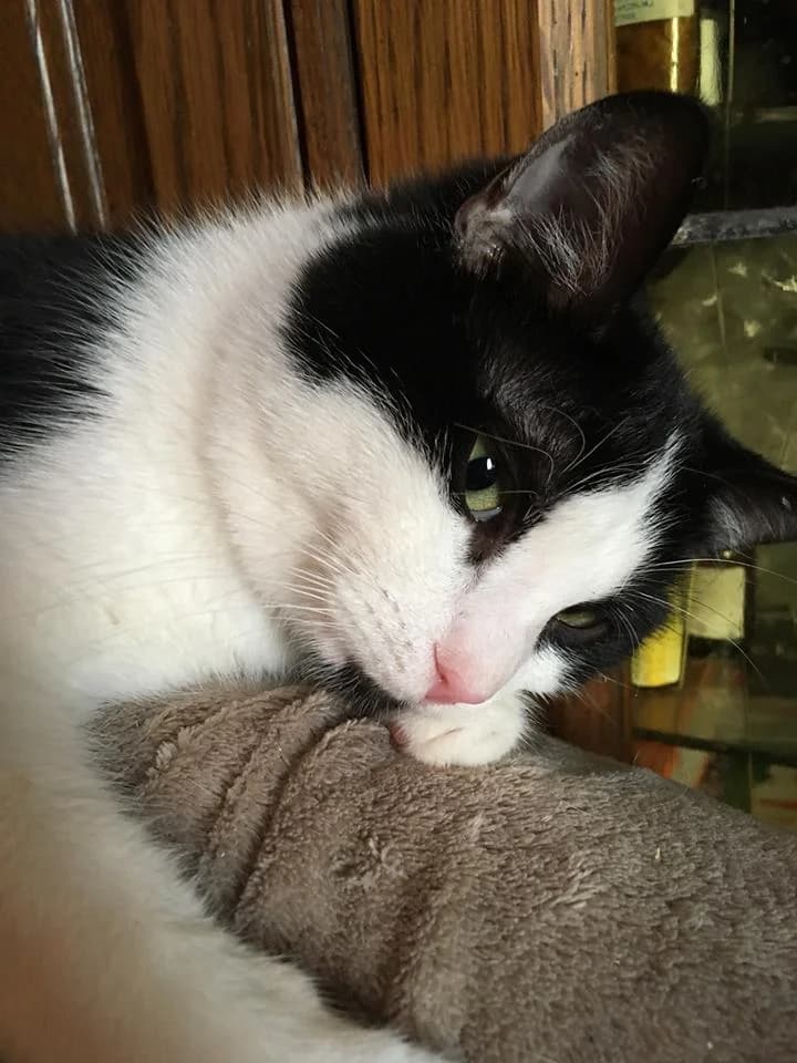 Watson,  Mixed Breed for adoption at Animal Rescue Crew, Bucharest — photo 4 of 16