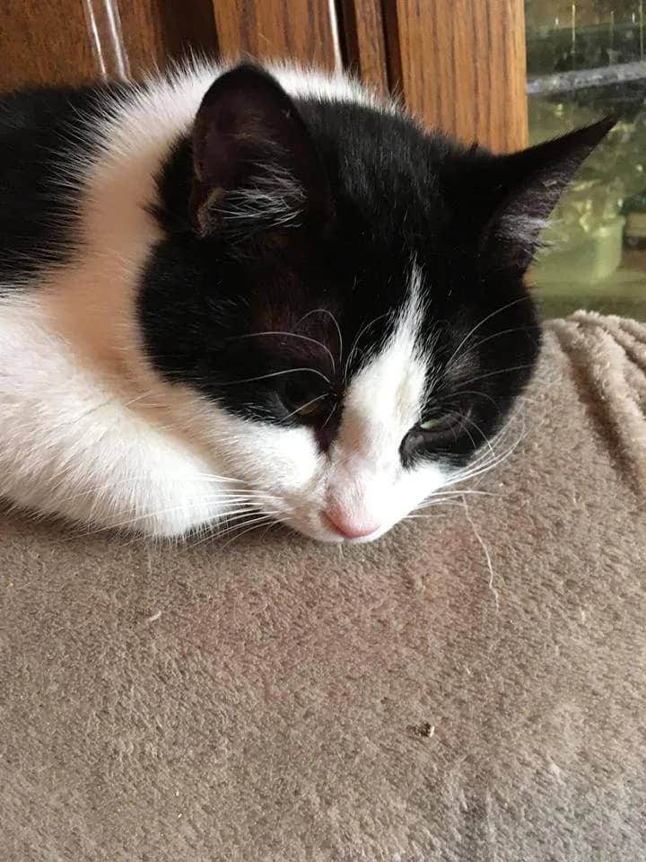 Watson,  Mixed Breed for adoption at Animal Rescue Crew, Bucharest — photo 5 of 16