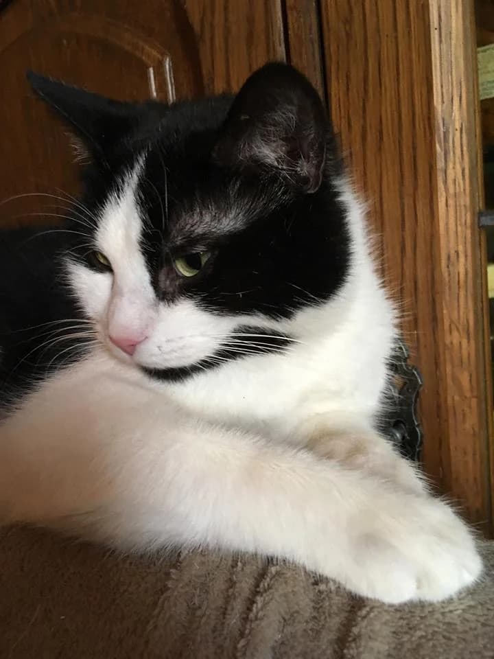 Watson,  Mixed Breed for adoption at Animal Rescue Crew, Bucharest — photo 6 of 16