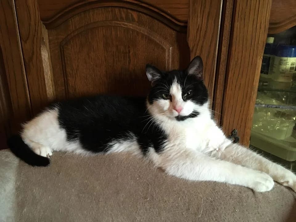 Watson,  Mixed Breed for adoption at Animal Rescue Crew, Bucharest — photo 7 of 16