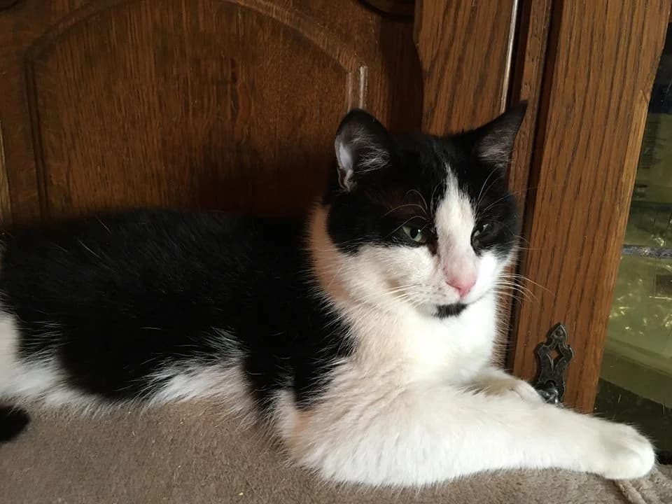 Watson,  Mixed Breed for adoption at Animal Rescue Crew, Bucharest — photo 8 of 16