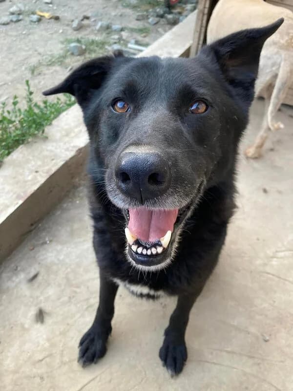 Yuri,  Mixed Breed for adoption at Animal Rescue Crew, Bucharest
