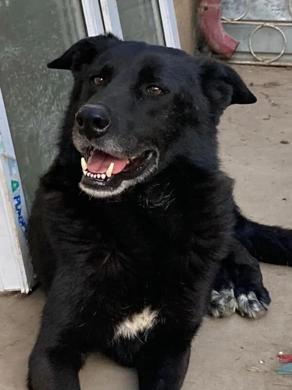 Yuri,  Mixed Breed for adoption at Animal Rescue Crew, Bucharest — photo 2 of 7