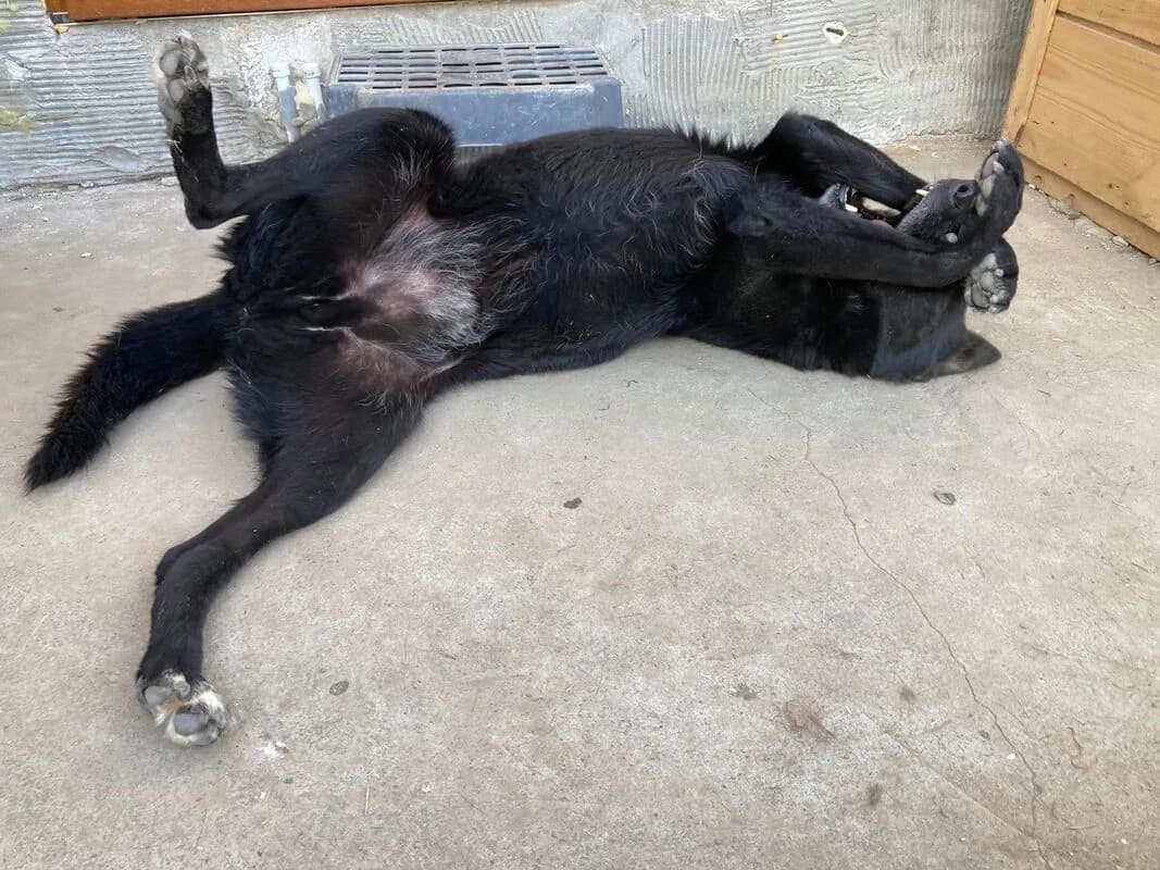 Yuri,  Mixed Breed for adoption at Animal Rescue Crew, Bucharest — photo 4 of 7