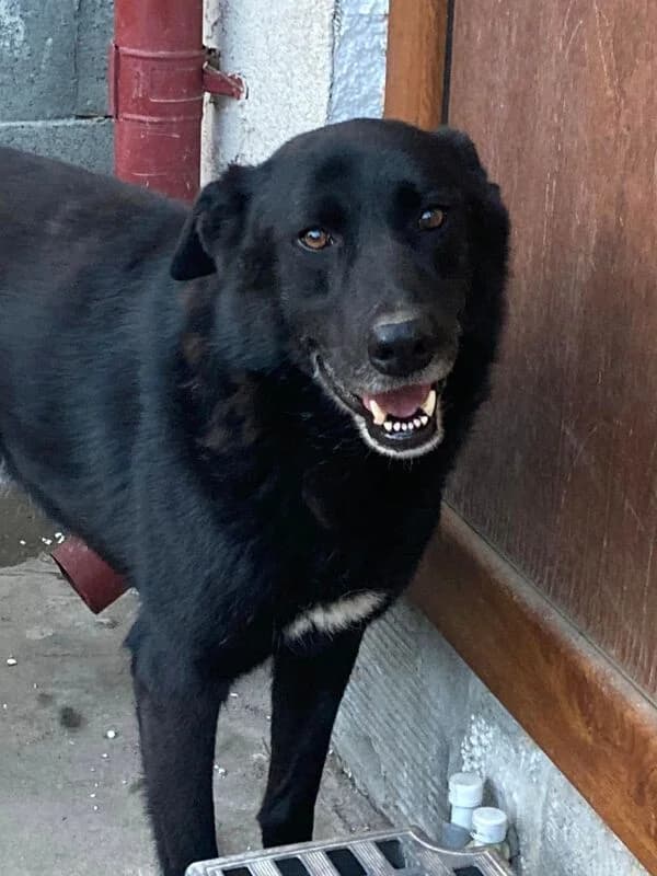 Yuri,  Mixed Breed for adoption at Animal Rescue Crew, Bucharest — photo 5 of 7