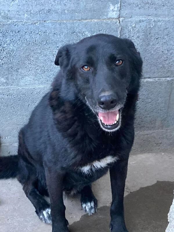 Yuri,  Mixed Breed for adoption at Animal Rescue Crew, Bucharest — photo 6 of 7
