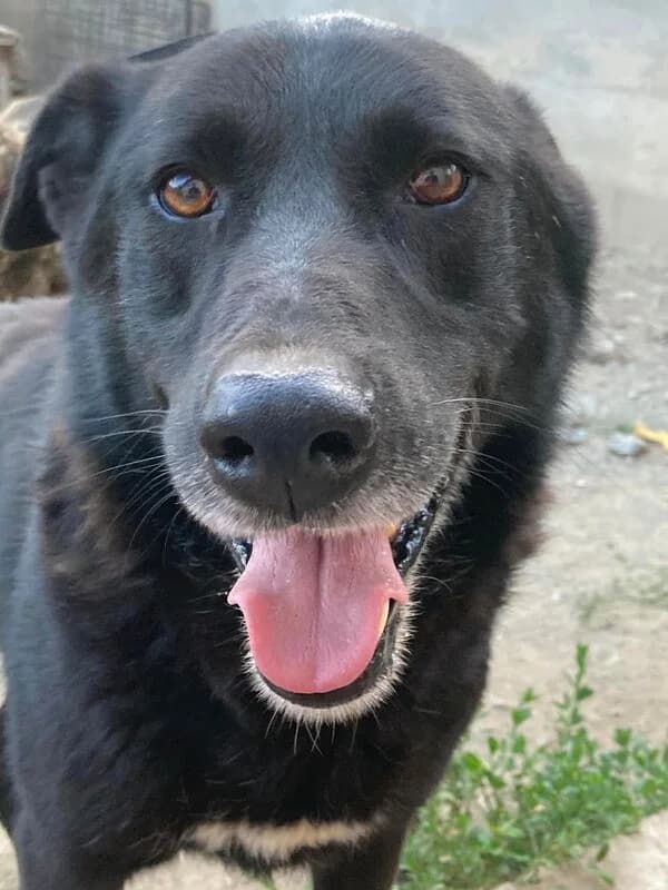 Yuri,  Mixed Breed for adoption at Animal Rescue Crew, Bucharest — photo 7 of 7