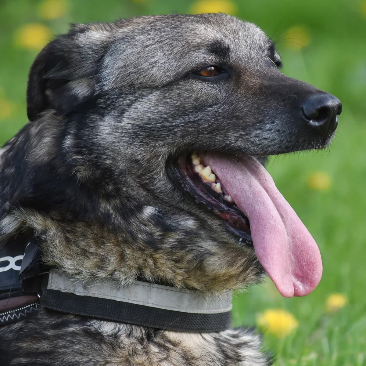 Geff, male senior Mixed Breed for adoption at Asociaţia pentru Protecţia Animalelor ANU – Animals Need Us