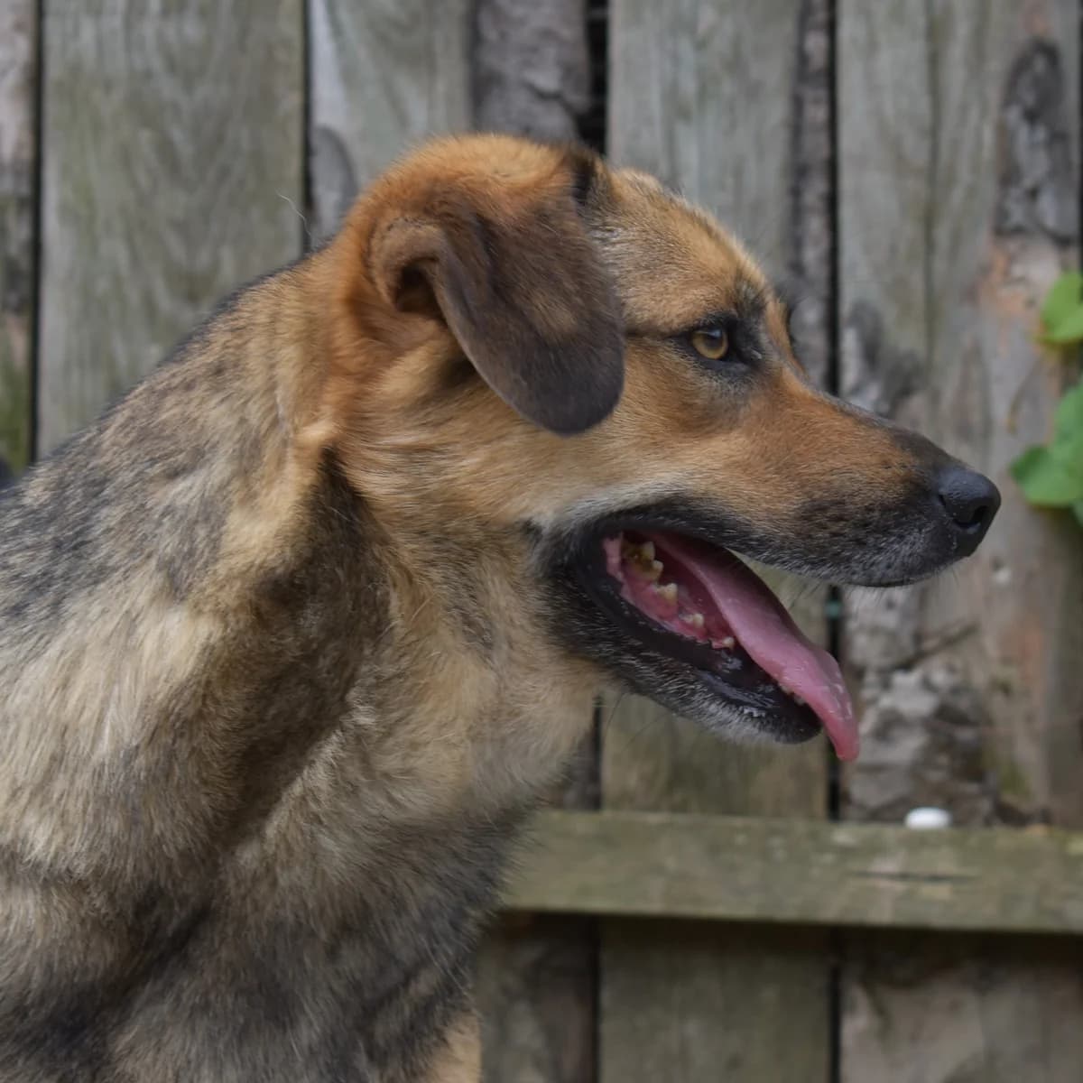 Claire, female senior Mixed Breed for adoption at Asociaţia pentru Protecţia Animalelor ANU – Animals Need Us