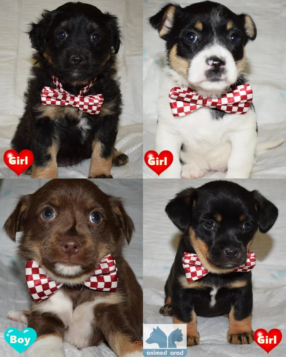 Catea cu 4 puiuti, female Mixed Breed for adoption at Animed Arad