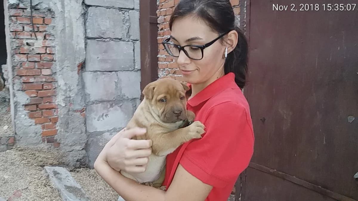 Shar-Pei cu 7 pui, female Mixed Breed for adoption at Animed Arad