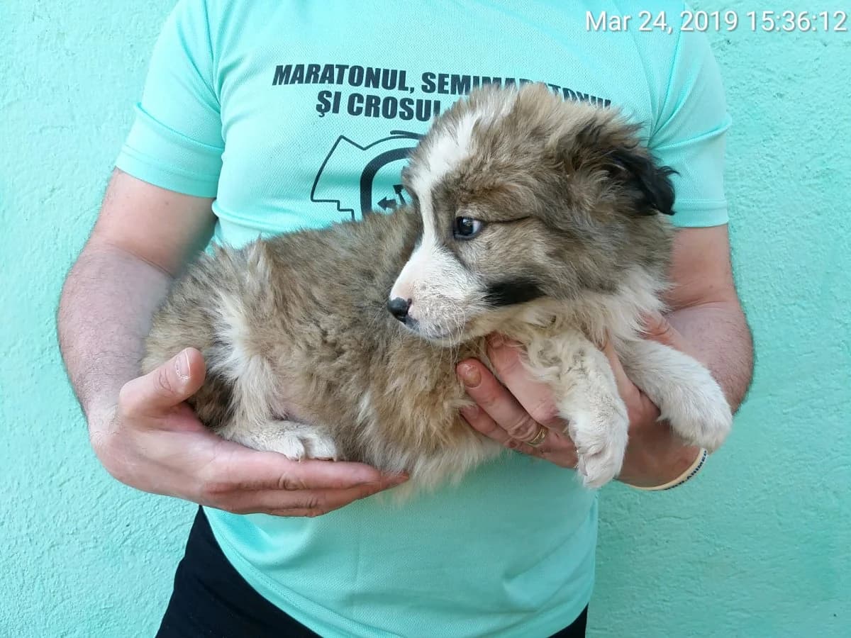 Căței supraviețuitori, male Mixed Breed for adoption at Animed Arad