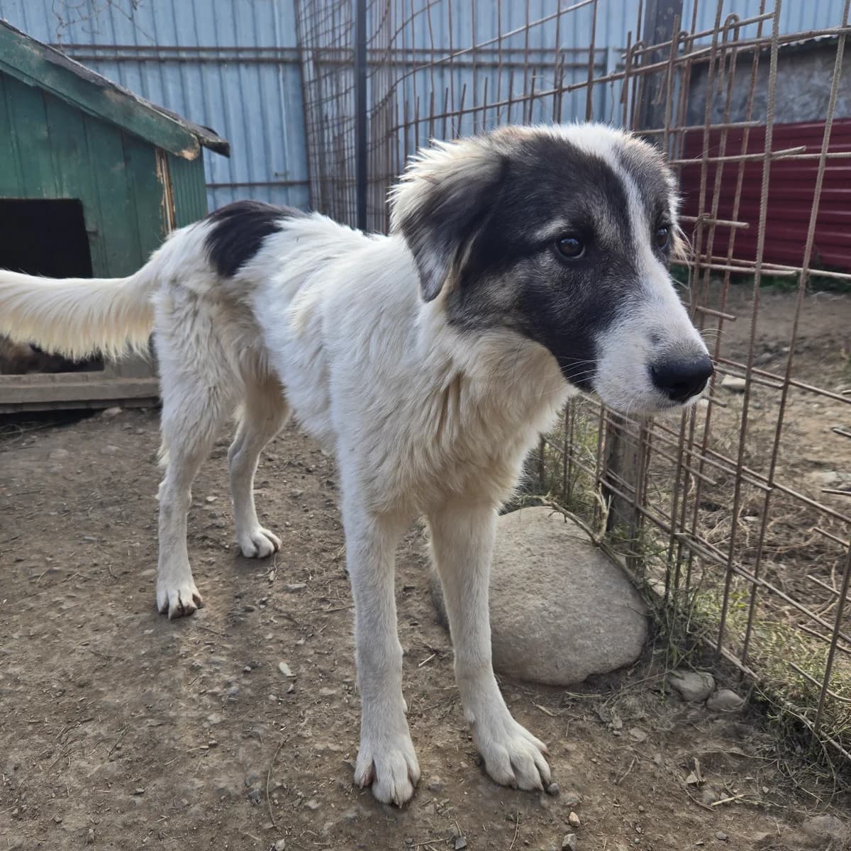Adi, male young Mixed Breed for adoption at Arca lui Noe Cluj, Cluj-Napoca