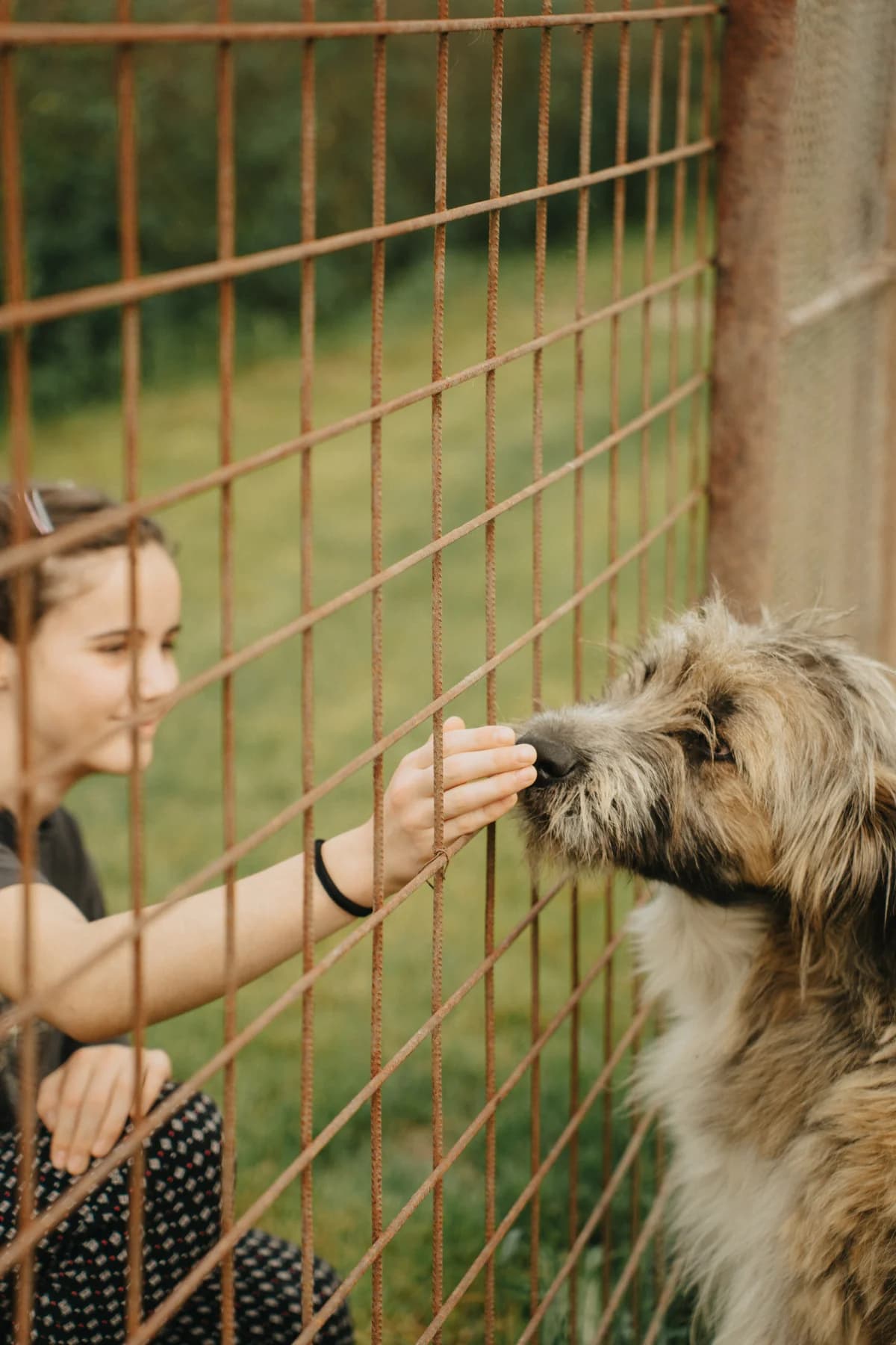 Baloo, male 4yo Mixed Breed for adoption at Arca lui Noe Cluj, Cluj-Napoca