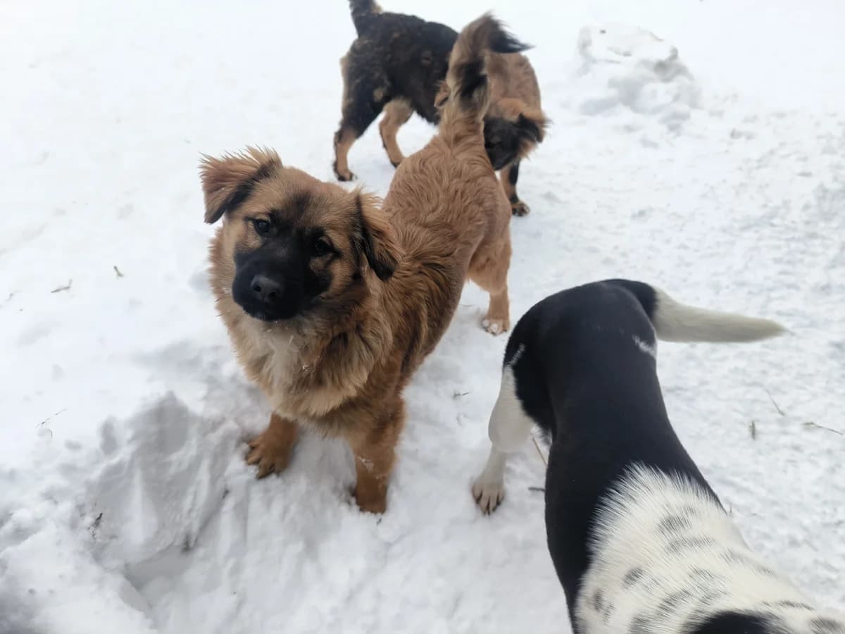 Barney, male young Mixed Breed for adoption at Arca lui Noe Cluj, Cluj-Napoca