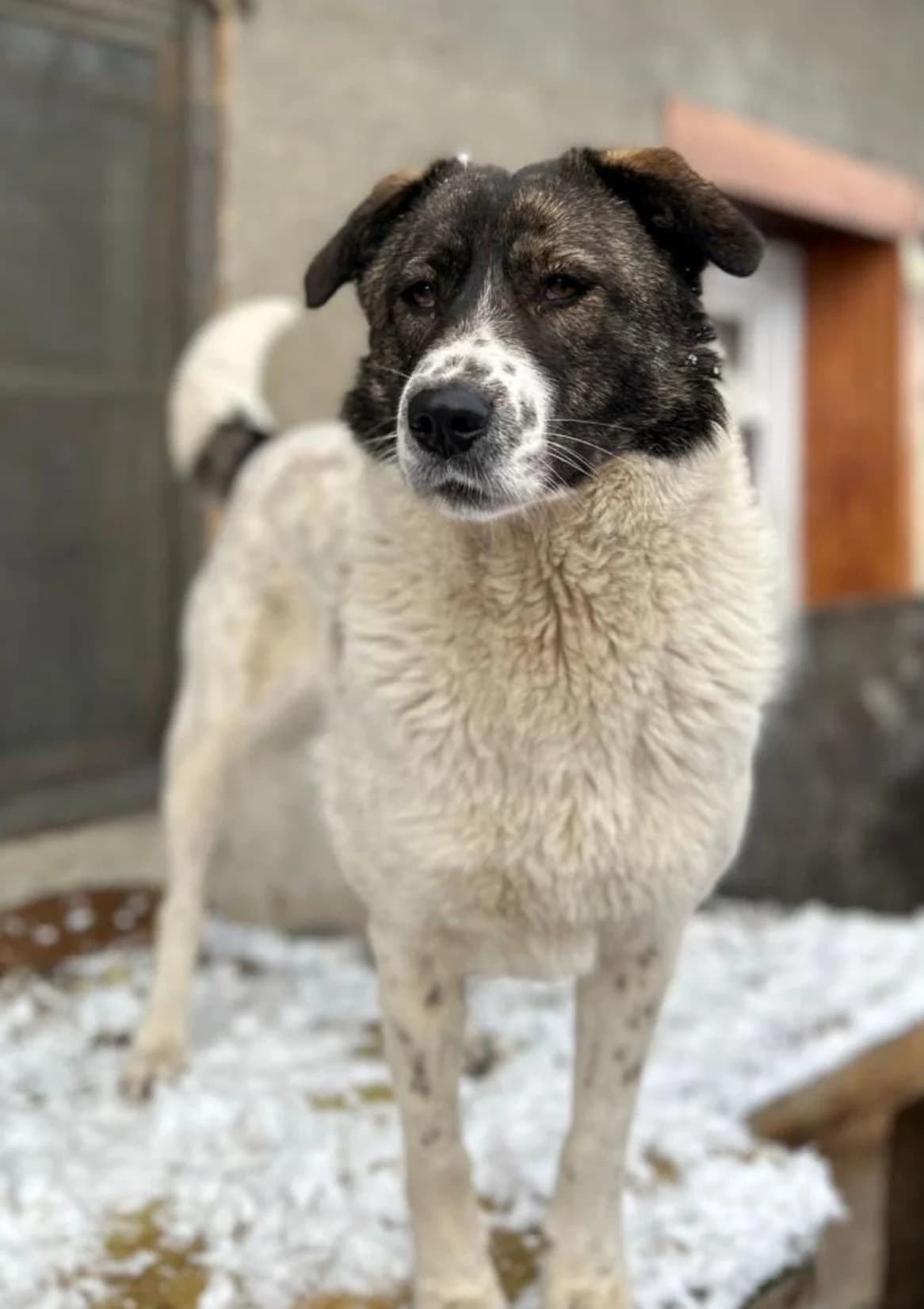 Bella, female 4yo Mixed Breed for adoption at Arca lui Noe Cluj, Cluj-Napoca