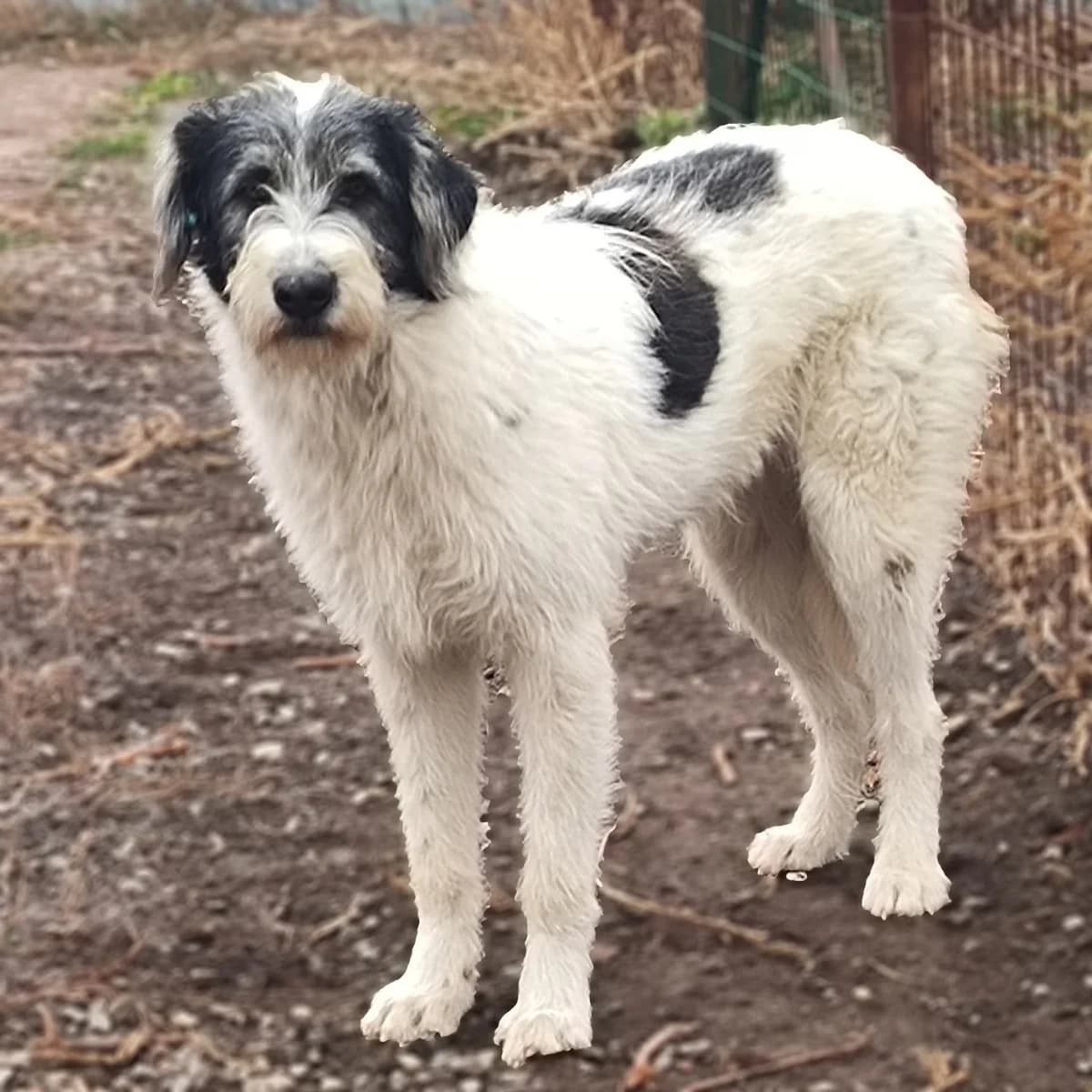 Birdie, female young Mixed Breed for adoption at Arca lui Noe Cluj, Cluj-Napoca
