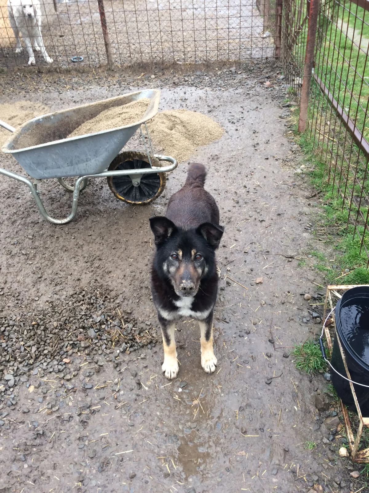 Bogdana, female senior Mixed Breed for adoption at Arca lui Noe Cluj, Cluj-Napoca